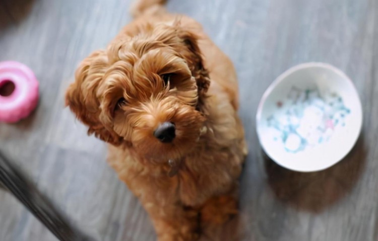 泰迪犬从万人迷沦为万人恨背后的原因迪主想过吗