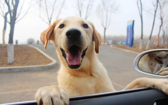 不管是大型犬还是小型犬，没长成犬的时候，注意这几个问题